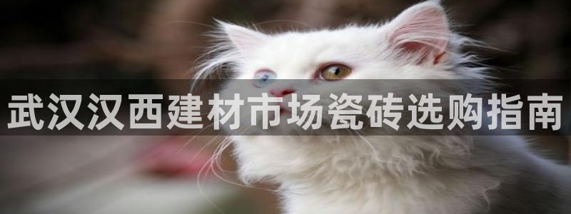 杏鑫代理注册资金多少