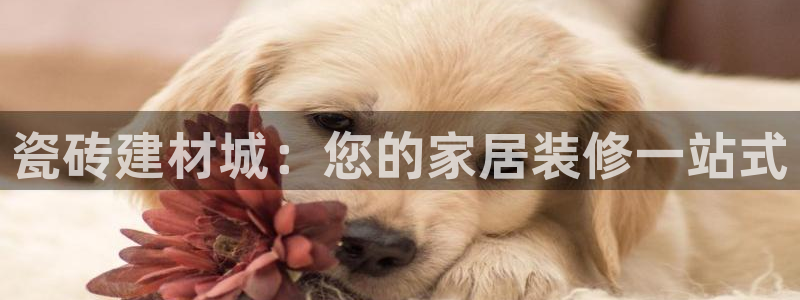 杏鑫注册登录平台是什么