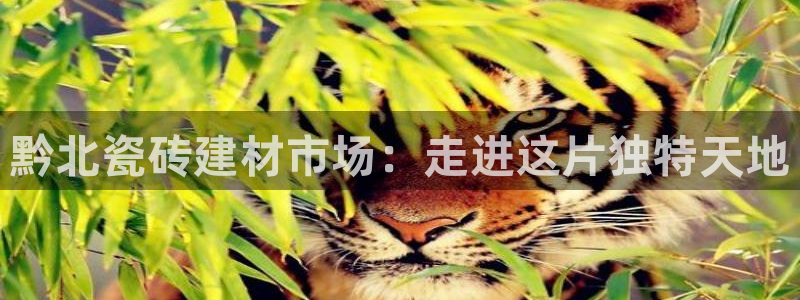 杏鑫平台广7O777